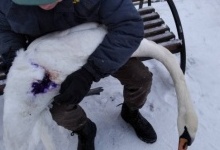 На Волині врятували підстреленого браконьєрами лебедя