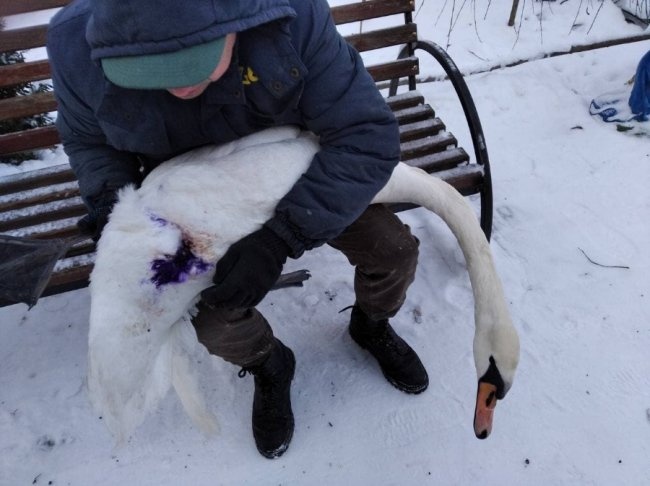 На Волині врятували підстреленого браконьєрами лебедя