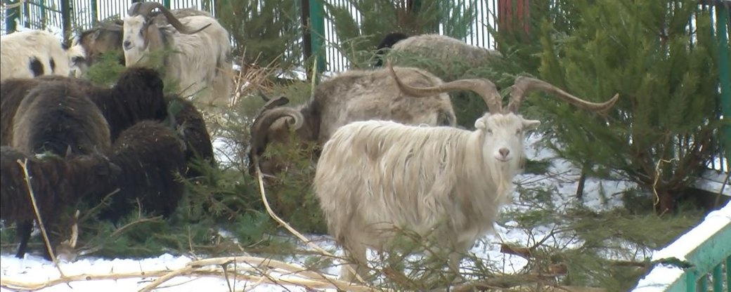 Викинуті лучанами новорічні ялинки підуть на корм вівцям і козам