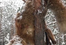 На Волині браконьєри повісили замордовану лисицю на дереві