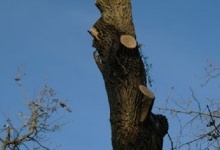 У Луцьку встановили мораторій на обрізання дерев