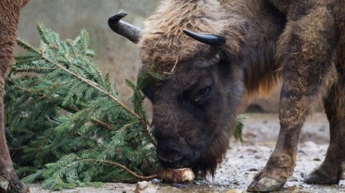 У Луцьку використані новорічні ялинки відвозять у зоопарк