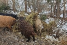 Волинянин вирощує кучерявих свиней