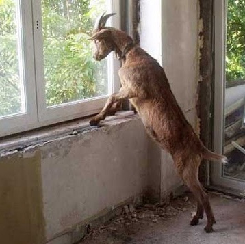 На Закарпатті коза жила у квартирі, їздила ліфтом та гуляла на балконі