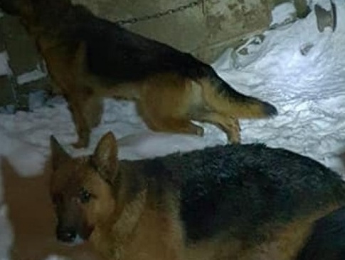 На Волині зоозахисники підозрюють чоловіка у тому, що він вбиває собак і робить з них жир