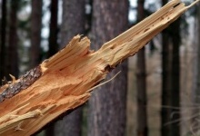 На Житомирщині дерево вбило двох лісівників