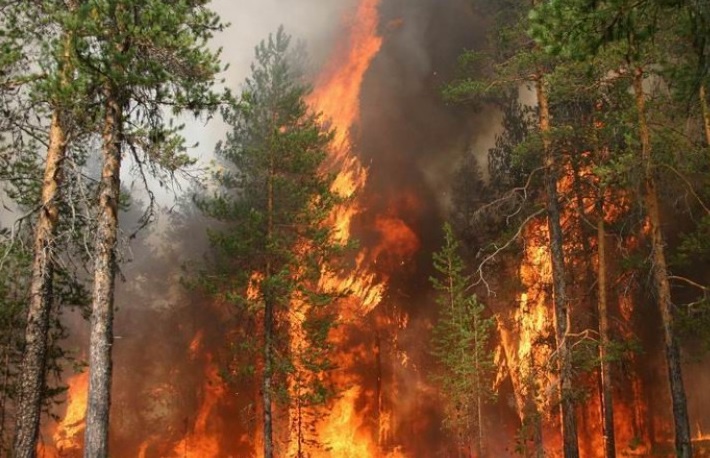 На Волині судять чоловіка, який спалив понад гектар лісу