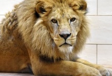 У Луцькому зоопарку не пережив зиму найстаріший лев