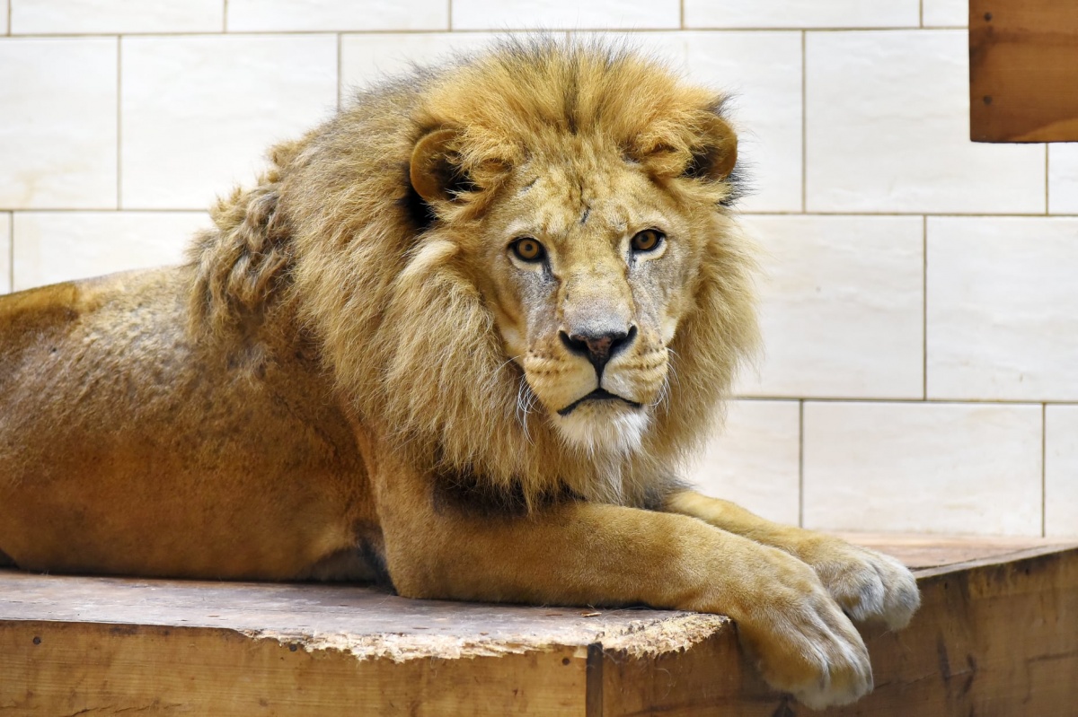 У Луцькому зоопарку не пережив зиму найстаріший лев