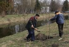 У парку в Луцьку посадили 300 дерев