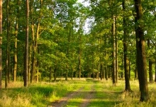 Як земельна реформа вплине на заповідники та ліси