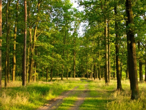 Як земельна реформа вплине на заповідники та ліси