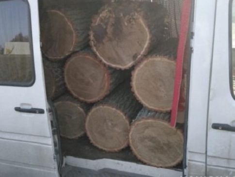 Біля Луцька водій з незаконною деревиною дав хабаря патрульним