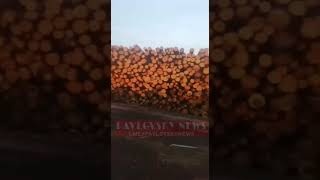 Волинянин показав на відео масові рубки лісу у своєму селі