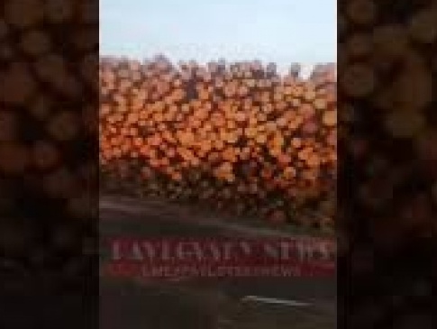 Волинянин показав на відео масові рубки лісу у своєму селі