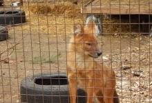 У Луцький зоопарк привезли рідкісних червоних вовків