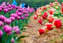На Волині стартує щорічний фестиваль тюльпанів