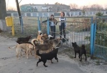 На Волині зграя безпритульних собак покусала дітей