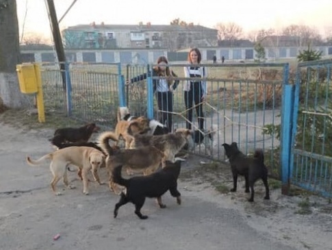 На Волині зграя безпритульних собак покусала дітей
