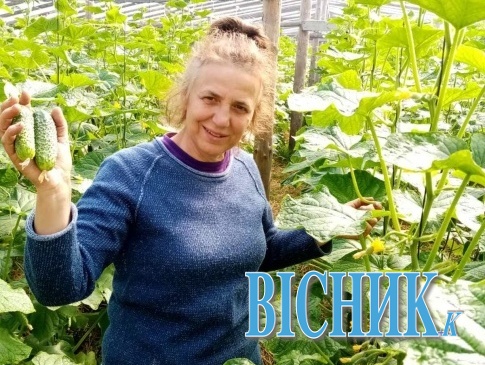 «Це добровільна каторга»: сім’я з Рівненщини 15 років вирощує тепличні огірки