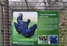 Крупний виробник курятини взяв під опіку птахів Луцького зоопарку