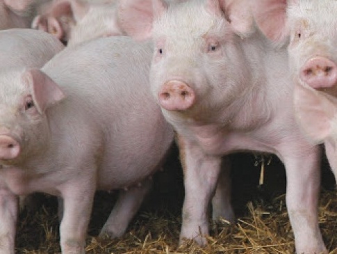 На Волині ПЛР-тести робитимуть свиням