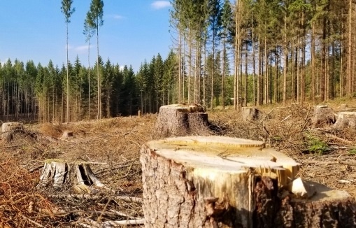 Зеленський підписав указ про захист лісів