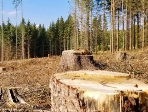Зеленський підписав указ про захист лісів