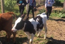 На Волині шестикласників вчили доїти корів