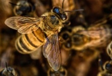 На Рівненщині помер чоловік, якого покусали бджоли
