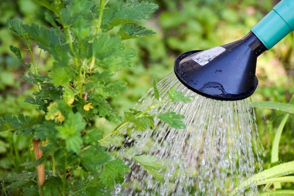 У Луцькій громаді просять не витрачати воду на полив городини