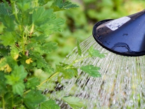 У Луцькій громаді просять не витрачати воду на полив городини