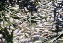 На Волині в озері масово гине риба