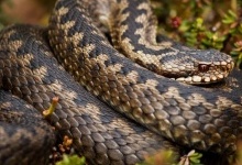 На Рівненщині 14-річну дівчину під час збирання чорниці вкусила змія