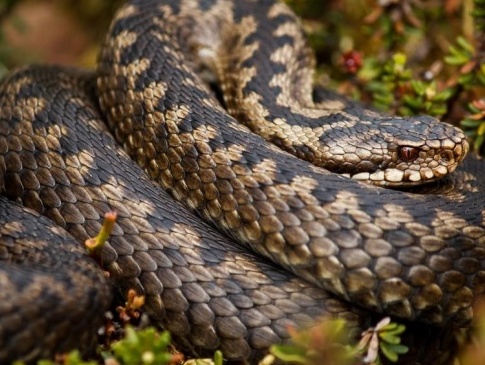 На Рівненщині 14-річну дівчину під час збирання чорниці вкусила змія