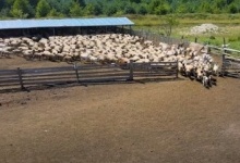 На найбільшій овечій фермі Волині з тисячною отарою справляється один пастух