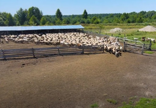На найбільшій овечій фермі Волині з тисячною отарою справляється один пастух