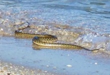 На українських морях туристів атакують змії та скорпіони