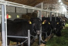 У селі на Волині відкрили сімейну молочну ферму