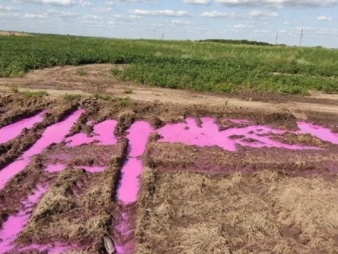 На поле біля Рівного вилили хімікати рожевого кольору