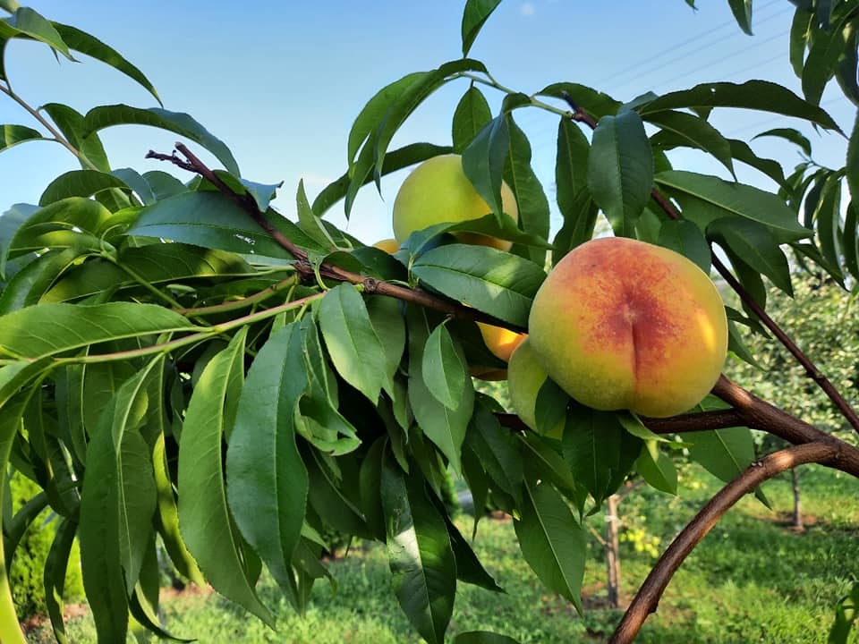 Волинська родина щороку збирає понад 15 тонн персиків