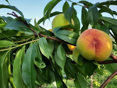 Волинська родина щороку збирає понад 15 тонн персиків