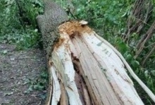 У Львові під час буревію дерево вбило молоду пару
