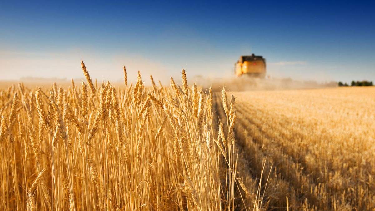 Україну чекає рекордний урожай пшениці