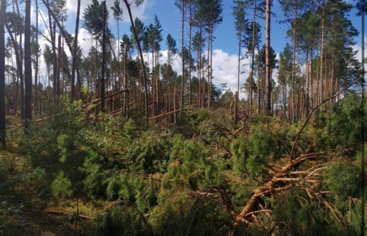 На Волині буревій повалив більше 30 гектарів лісу