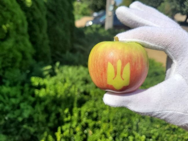 На Вінниччині фермери виростили тонну яблук із тризубами