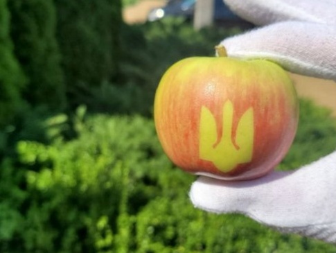 На Вінниччині фермери виростили тонну яблук із тризубами