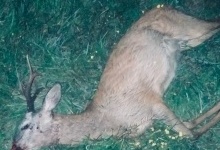 На Волині четверо браконьєрів застрелили козулю