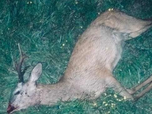 На Волині четверо браконьєрів застрелили козулю