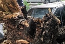 У Луцьку негода повалила дерево на припарковане авто